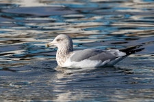 재갈매기 from 대한민국 강원특별자치도 고성군 현내면... 19일 (일) at 10:10 오전 by Paul Ha · iNaturalist 재갈매기 (Larus vegae)