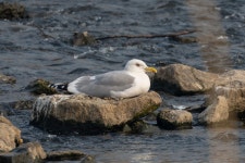 재갈매기 from 대한민국 경기도 의정부시 동일로 on 2025년 01월 21일 (화) at 01:24 오후 by Paul Ha · iNaturalist 재갈매기... 