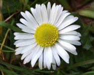 데이지 from Rødovre on 2017년 04월 09일 (일) at 02:04 오후 by cphclaret · iNaturalist 데이지 (Bellis perennis)