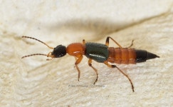 청딱지개미반날개 from Lam Tsuen Valley, Tai Po, New... Kendrick · iNaturalist 청딱지개미반날개 (Paederus fuscipes)