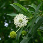 Cephalanthus salicifolius · iNaturalist Cephalanthus salicifolius