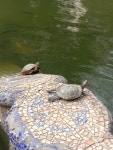 붉은귀거북 from PC89+VM5, Dhaka, Bangladesh on 2025년 02월 05일 (수) at 02:27 오후 by Rokeya Akter Liza · iNaturalist... 