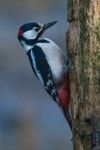 오색딱따구리 from 05025 Guardea TR, Italia on 2025년 02월... Picchio rosso · iNaturalist 오색딱따구리 (Dendrocopos major)