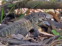 Salvator merianae from Aquidauana, MS, 79200-000, Brasil on 2025년 02월 16일 (일) at 09:29 오전 by Vanda Lucia Ferreira... 