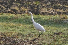중대백로 from 55 Unzenberg, Deutschland on 2017년 02월 06일 (월) at 09:43 오전 by Christiane Schumacher · iNaturalist... 