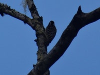 Yungipicus maculatus from Luzon, Banaue, Ifugao, PH on 2025년 02월 12일 (수) at 04:34 오후 by John T · iNaturalist Yungipicus... 