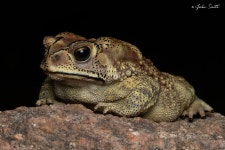 아시아검은안경두꺼비 in 2월 2025 by Jake Smith · iNaturalist 아시아검은안경두꺼비 (Duttaphrynus melanostictus)