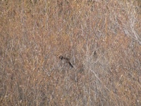 Pipilo maculatus from Esmeralda County, NV, USA on 2025년 02월 17일 (월) at 12:07 오후 by Ryan Robles · iNaturalist Pipilo... 