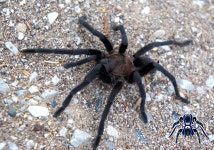 Theraphosinae in 5월 2012 by arachnida. Hembra adulta de un género no descrito aún. Ojo no es Aphonopelma. · iNaturalist... 