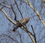 숲비둘기 from Тула, Тульская обл., Россия, 300028 on 2025년 03월 10일 (월) at 02:23 오후 by Борис... 