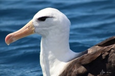 검은눈썹알바트로스 from Robinson Crusoe Island, Juan... Mon Araya · iNaturalist 검은눈썹알바트로스 (Thalassarche melanophris)