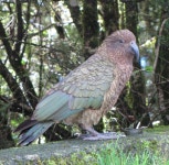 케아앵무 from Fiordland National Park, New Zealand on 2010년... by Thomas Hovmøller · iNaturalist 케아앵무 (Nestor notabilis)