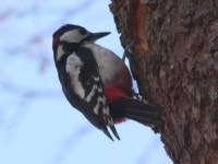 오색딱따구리 from 15537 Erkner, Deutschland on 2025년 03월... by Jörg und Ines · iNaturalist 오색딱따구리 (Dendrocopos major)