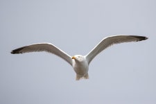 재갈매기 from Da Vinci Parken (Alfred Nobels Vej / Aalborg)... 오전 by Lærke Haffgaard · iNaturalist 재갈매기 (Larus argentatus)