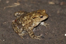 유럽두꺼비 from Yate, Bristol BS37 7EE, UK on 2025년 03월 22일 (토) at 07:35 오후 by Dan F · iNaturalist 유럽두꺼비 (Bufo bufo)