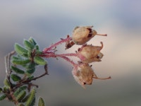 Erica from Eden, Western Cape, South Africa on 2025년 03월 16일 (일) at 08:57 오전 by Ren Hoekstra. Erica sp. nov. aranea... 