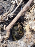 Rhinella dorbignyi from Ruta 46 Y Klm.40.500, 90100 Los Cerrillos, Departamento de Canelones, Uruguay on 2025년 03월 17일 (월)... 