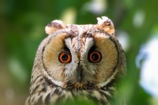 칡부엉이 from 日本 〒374-0111 on 2024년 05월 10일 (금) at 09:19 오후 by Maimai · iNaturalist 칡부엉이 (Asio otus)