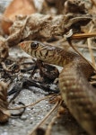 Ptyas mucosa from 434W+MQW, Ayyappan Nagar, Kamaraj Nagar, Avadi, Tamil Nadu 600071, India on 2025년 03월 30일 (일) at 02:24... 