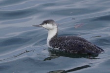 아비 from Playa Del Rey, Los Angeles, CA, USA on 2025년 03월... Ballona Creek, Marina Del Rey Jetty · iNaturalist 아비 (Gavia... 