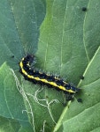 Gnophaela latipennis from Boonville, CA, US on 2025년 04월 06일 (일) at 03:44 오후 by andybalestracci. Gnophaela caterpillar... 