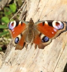 공작나비 from Coudekerque-Branche, France on 2025년 04월 07일... 오후 by Raphaël Constant · iNaturalist 공작나비 (Aglais io)