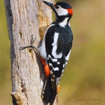 오색딱따구리 from 43427 Vallfogona de Riucorb, Tarragona... Jiménez Contreras · iNaturalist 오색딱따구리 (Dendrocopos major)