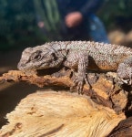 Sceloporus heterolepis from Tlajomulco de Zúñiga, Jal., MX on 2023년 12월 16일 (토) at 08:03 오전 by Lilly Thomson... 