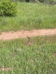 Crotalus oreganus oreganus from Skyline Wilderness Park, Napa, CA, US on 2025년 04월 12일 (토) at 03:04 오후 by Josie Serpan.... 
