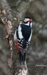 오색딱따구리 from 616 90 Åby, Suecia on 2025년 04월 12일... 오후 by gestupi · iNaturalist 오색딱따구리 (Dendrocopos major)