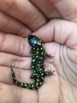 Ambystoma maculatum from Township Road 2105, Beallsville, OH, US on 2019년 08월 16일 (금) at 06:57 오후 by deereguy1982... 