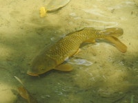 잉어 from 223台灣新北市石碇區橫平路口 on 2025년 04월... (목) at 12:18 오후 by 熊盛志 · iNaturalist 잉어 (Cyprinus rubrofuscus)