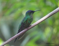 Thalurania glaucopis from Mongaguá - State of São Paulo, 11730-000, Brazil on 2017년 04월 11일 (화) by Antonio Silveira... 