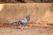 집비둘기 from Bathurst NSW 2795, Australia on 2025년 04월... B · iNaturalist 집비둘기 (Variety Columba livia domestica)
