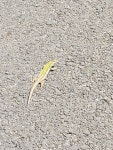 Podarcis siculus from Levittown Pkwy &amp; Mill Creek Pkwy, Levittown, PA, USA on 2025년 04월 20일 (일) at 12:04 오후 by... 