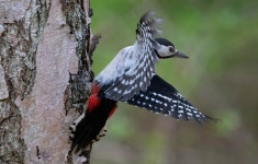 오색딱따구리 from Husie, Öster, Malmö, Sweden on 2025년... 오전 by Neal Wreford · iNaturalist 오색딱따구리 (Dendrocopos major)