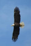 흰머리수리 from Hollywood, Memphis, TN, USA on 2025년 04월... by Ryan Pudwell · iNaturalist 흰머리수리 (Haliaeetus leucocephalus)