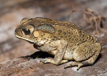 아시아검은안경두꺼비 from ตำบล โพพระ... iNaturalist 아시아검은안경두꺼비 (Duttaphrynus melanostictus)