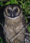 Strix leptogrammica from 42CP+2V4, Sundargarh, Odisha 770001, India on 2025년 02월 22일 (토) at 11:38 오후 by Syed Abbas... 