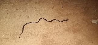 Bungarus caeruleus from PQVQ+49, NRI Center City, Hosur, Tamil Nadu 635126, India on 2025년 04월 30일 (수) at 10:08 오후 by... 