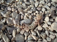 Cyrtopodion scabrum from المزرعة، Iraq on 2008년 04월 01일 (화) at 04:20 오후 by Sal Scibetta · iNaturalist... 