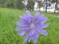 치커리 from Rudiskes, Rūdiškės 21176, Lithuania on 2019년... 오전 by Marius Kinstaitis · iNaturalist 치커리 (Cichorium intybus)