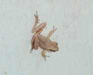Polypedates maculatus from BLOCK-B65, TVS GREEN HILL, Alappakam, New Perungalathur, Sadhanathapuram, Chennai, Tamil Nadu 600063... 