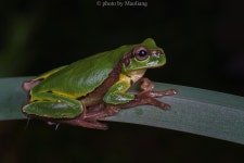 화서청개구리 in 4월 2025 by Maoliang · iNaturalist 화서청개구리 (Hyla annectans)