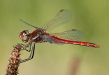 두점배좀잠자리 from 21700 Villebichot, France on 2025년 05월... Clerc · iNaturalist 두점배좀잠자리 (Sympetrum fonscolombii)