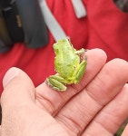 유럽청개구리 from Genk Natuurgebied De Maten, Genk... 오전 by Krombopulos Michael · iNaturalist 유럽청개구리 (Hyla arborea)