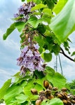 참오동나무 from 本州, 加古川市, 兵庫県, JP on 2025년 05월 17일... · iNaturalist 참오동나무 (Paulownia tomentosa)