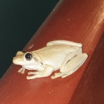 Pengilleyia rothii from Oonoonba QLD 4811, Australia on 2019년 09월 09일 (월) at 07:49 오후 by Paul · iNaturalist Pengilleyia... 