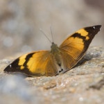 Doleschallia bisaltide from Tenchhekha, Bhutan on 2025년 05월 21일 (수) at 02:12 오후 by Birkha Bdr · iNaturalist Doleschallia... 