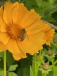 양봉꿀벌 from 사천시 on 2025년 05월 31일 (토) at 05:41 오후 by Ilgon Kim · iNaturalist 양봉꿀벌 (Apis mellifera)